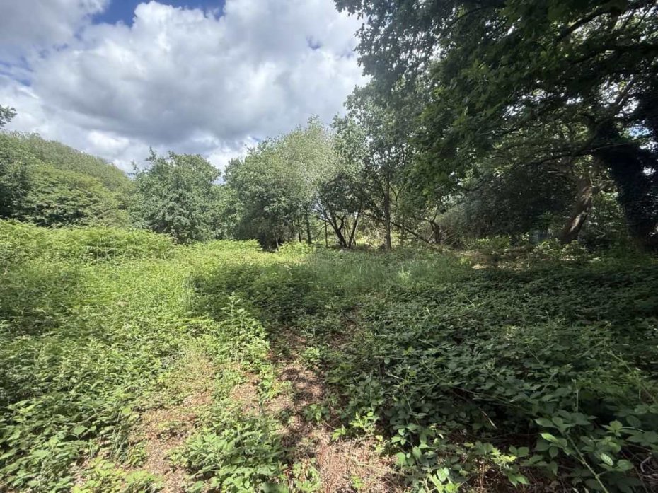 wildmoor 2